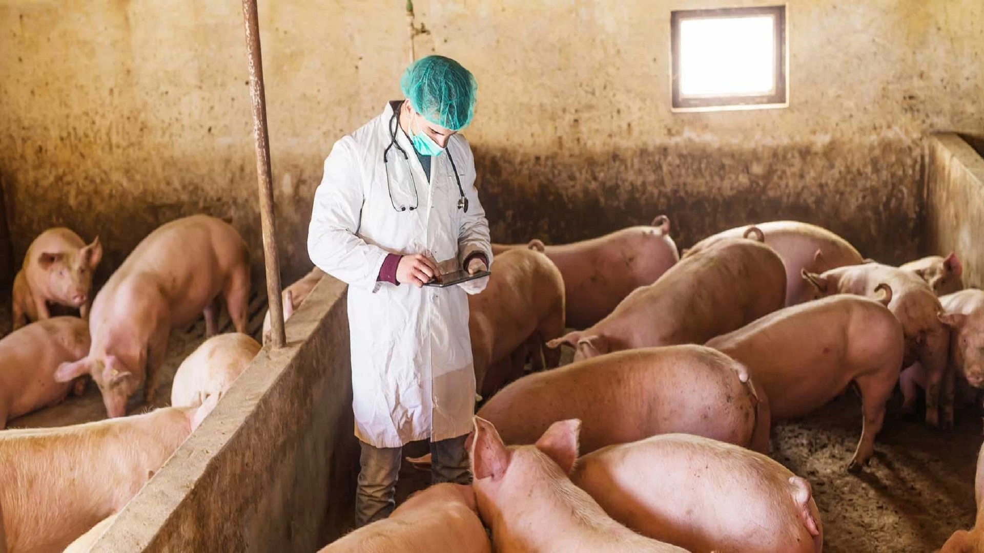 Βουλγαρία: Προειδοποιεί η Ευρωπαϊκή Επιτροπή για κρούσματα αφρικανικής πανώλης των χοίρων